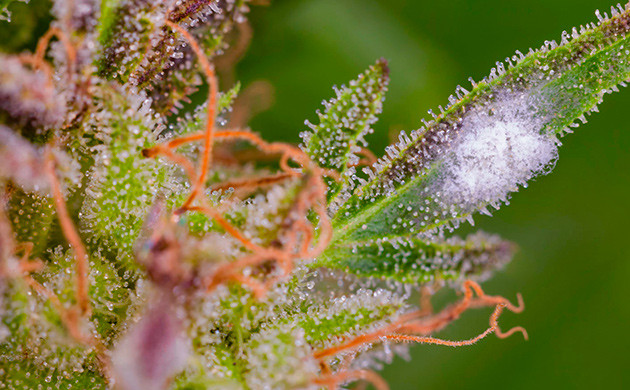 Рыхлая структура соцветий сативы