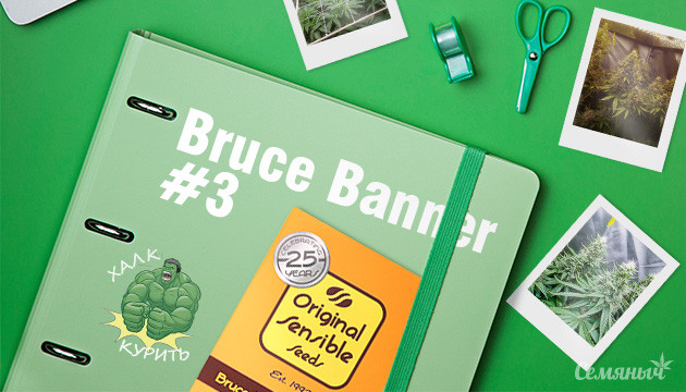 Гроурепорт сорта Bruce Banner #3 Fast fem от Original Sensible Seeds