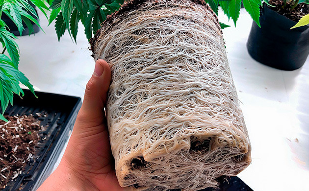 Как микоризные грибы усиливают рост корней конопли Микориза и корневая система каннабиса