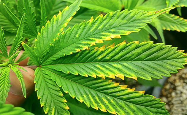 Признаки нехватки магния у конопли