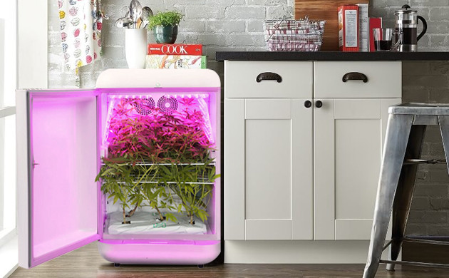 Марихуана в холодильнике