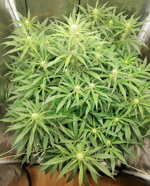 Обновления для Bruce Banner Auto Новые добавки для Bruce Banner Auto