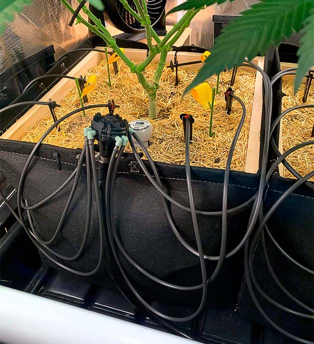 Куст Gorilla Glue #4 от Blimburn Seeds на 13 неделе