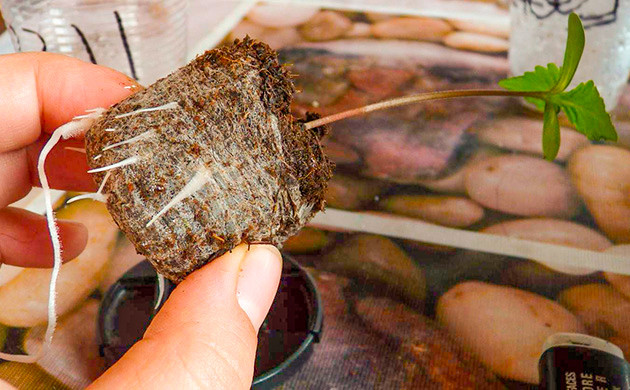 Корень в торфяной таблетке