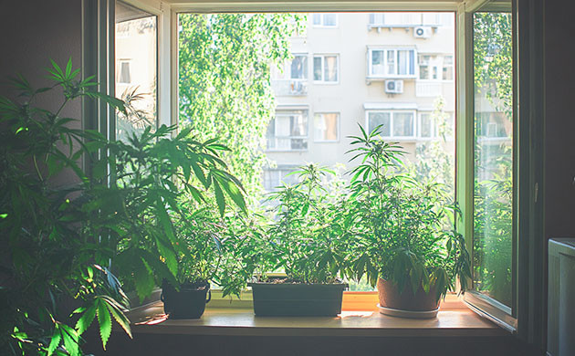 Вентиляция для устранения запаха Как избежать запаха конопли?