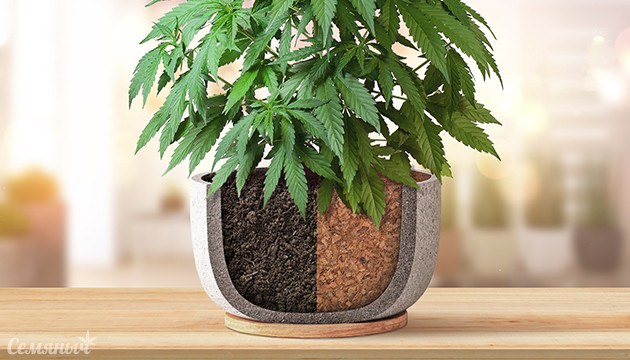 Грунт или субстрат – что лучше для конопли?