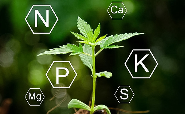 Недостаток или переизбыток питательных веществ каннабиса