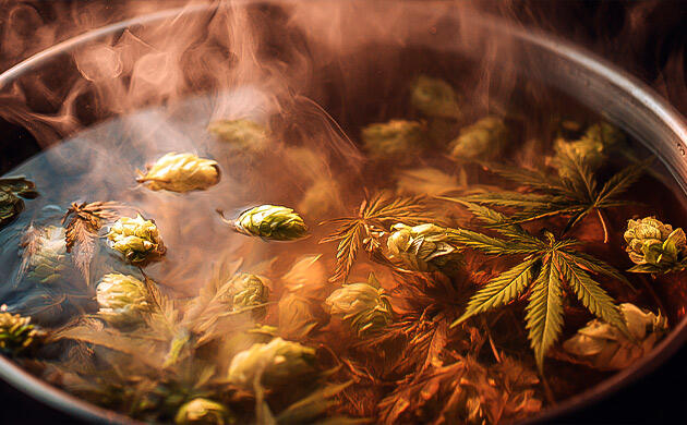 Крафтовое пиво с коноплей на этапе ферментации