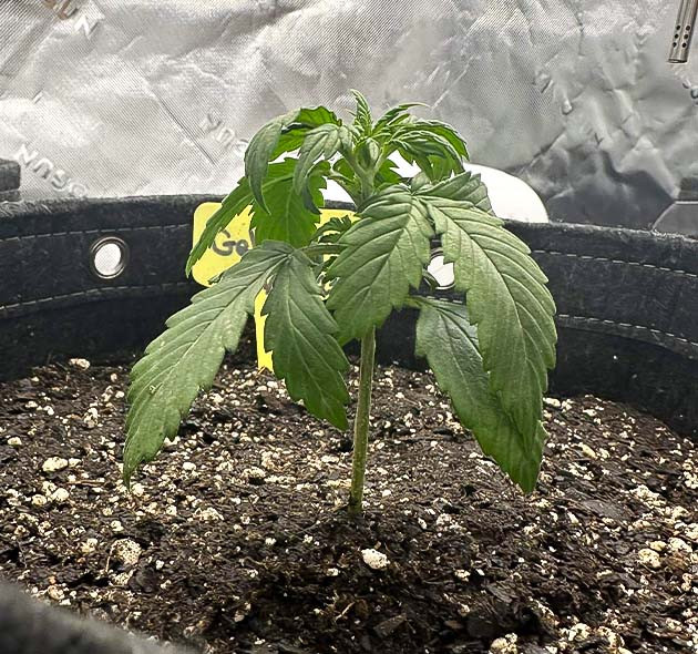 Интенсивный полив и свет