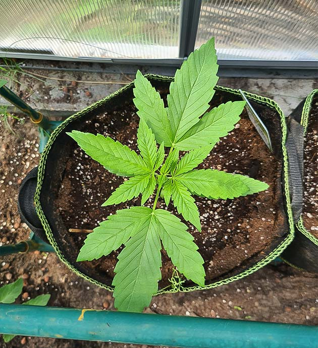 подготовка растения Chemical Bride к пересадке выращивание куста Chemical Bride