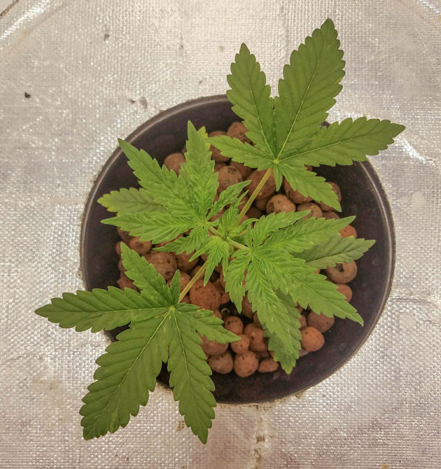 Новые корни и рост Bruce Banner Auto Стабильные условия для Bruce Banner Auto