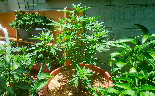 выращивание Pineapple Chunk Куст марихуаны Pineapple Chunk