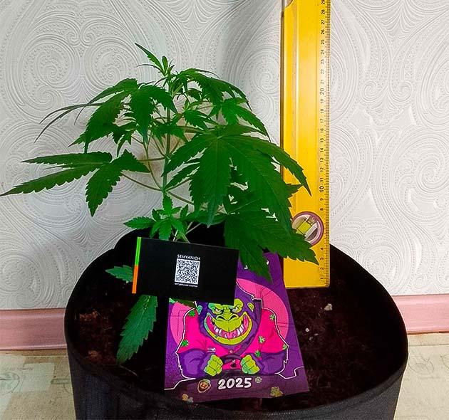 Рост марихуаны Куст Sexy Cinderella Auto на стадии вегетации