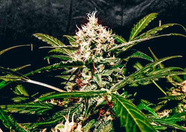 Предхарвест Zkittlez Auto