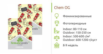 Сорт марихуаны Chem OG Chem OG от Female Seeds