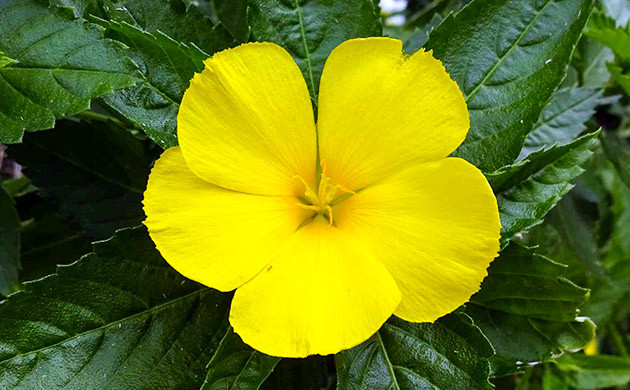 Желтый цветок с пятью лепесками