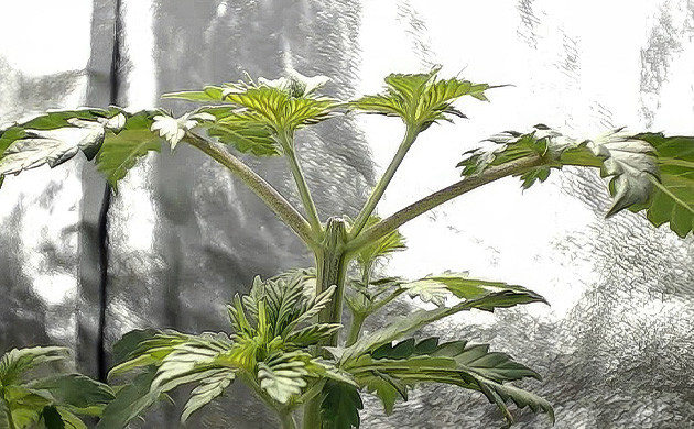 Техника топпинга для конопли