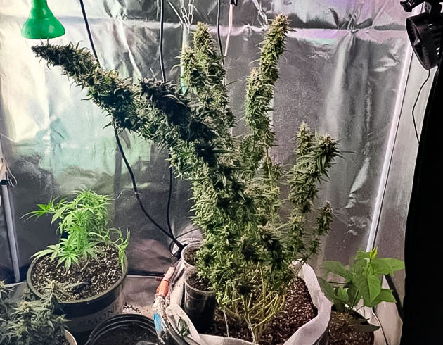 Созревшие шишки марихуаны