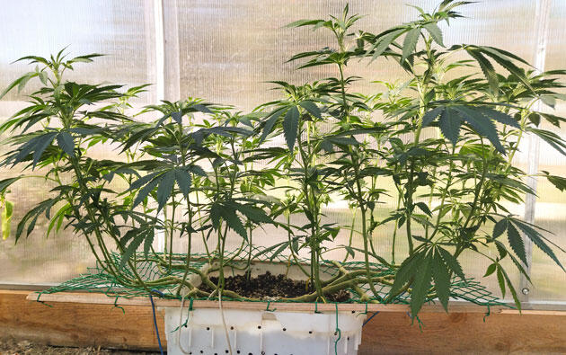 Зрелый куст каннабиса с семипалыми листьями