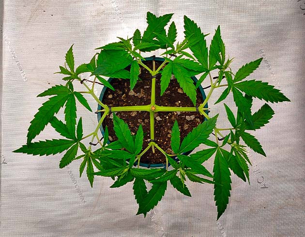 Куст Godzilla Original Glue GG#4 на 5-6 неделе выращивания