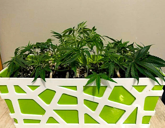 Куст конопли после топпинга