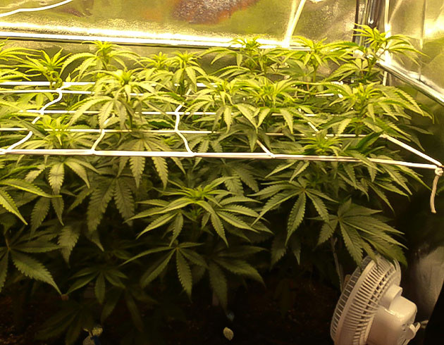 Установка сетки ScrOG Сетка Скрог над верхушками кустов