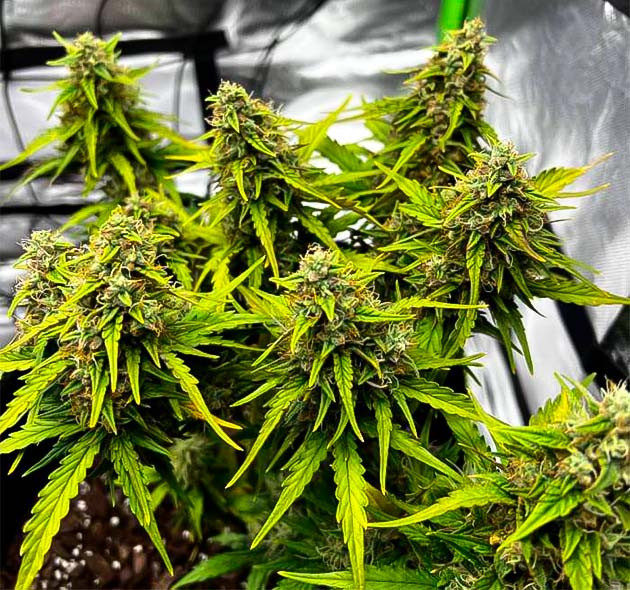 Куст Gelato на 8 неделе выращивания