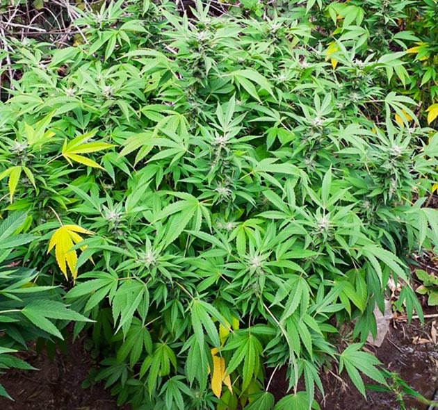 Увеличение размеров соцветий