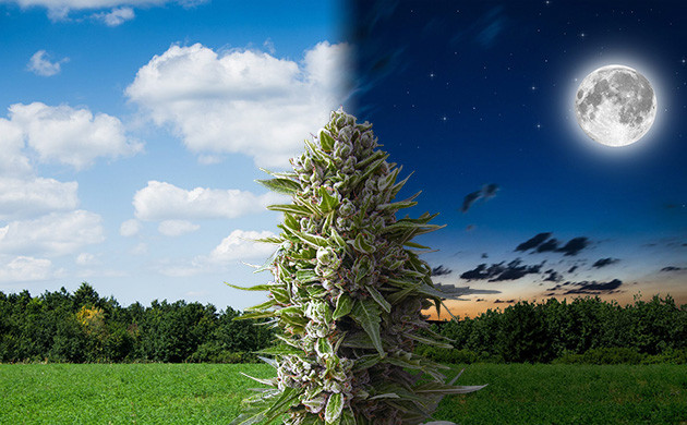 Биология циклов конопли