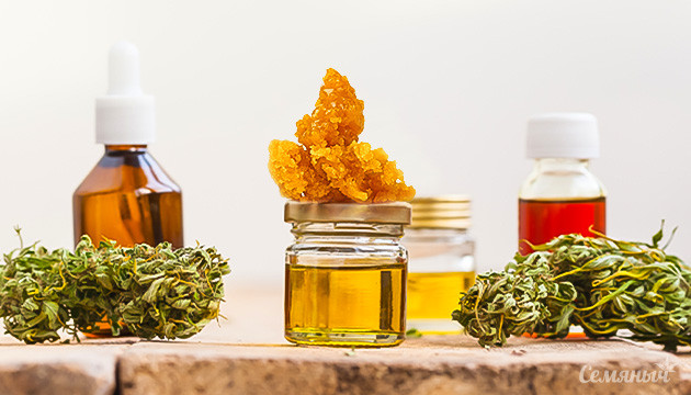 Каннабис для экстракции: разнообразие продуктов Классические экстракты и живая смола: различия и сходства