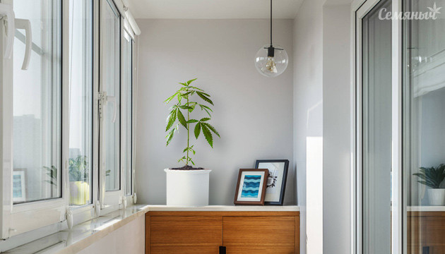 Сорта для балкона