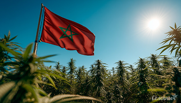 Увеличение производства легальной медконопли Марокко увеличило производство легальной конопли