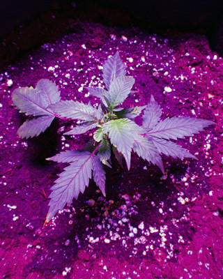 Вегетация сорта White Widow Росток White Widow