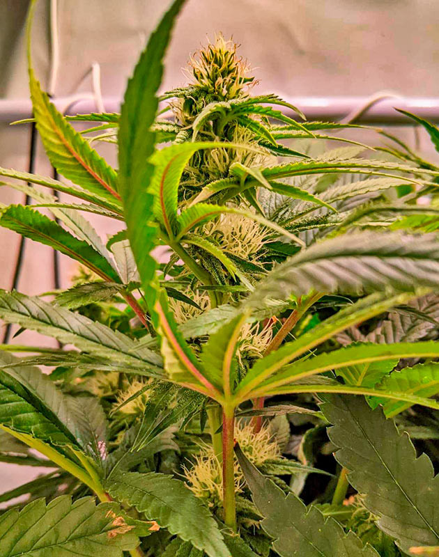 Куст Bruce Banner #3 от Herbies Seeds на 11 неделе