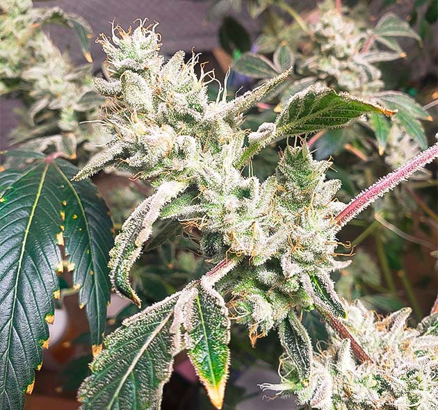 Молочные трихомы на каннабисе