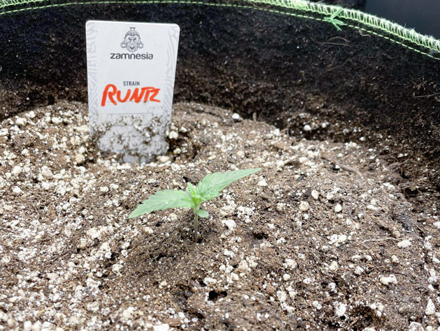 Проращивание семян Runtz Auto