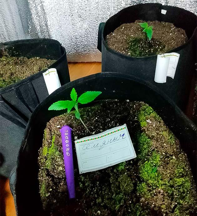 Полив чистой водой Росток Sexy Cinderella Auto ростом 6 см