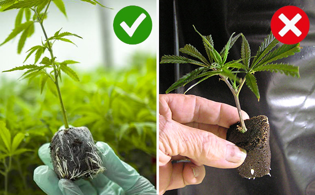 Прослеживание за процессом укоренения Сравнение развития корневой системы