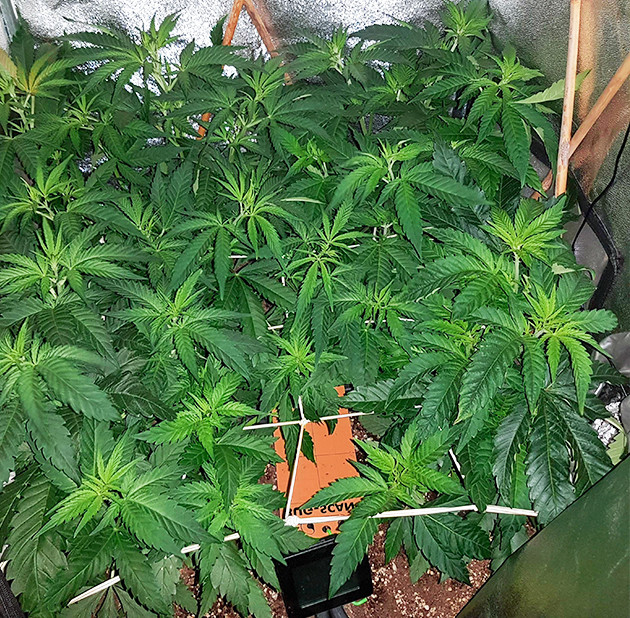 Установленная сетка ScrOG