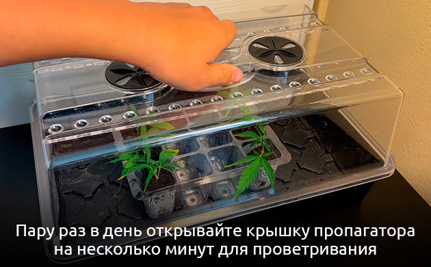 Укоренение клонов конопли в пропагаторе Проветривание черенков конопли во время корнеобразования