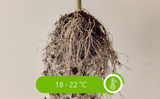 Температура для корней 18 - 22 градуса 