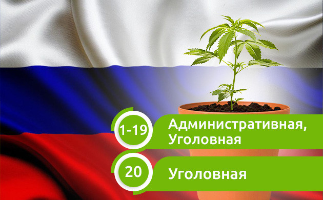 Количество выращиваемых кустов и наказания