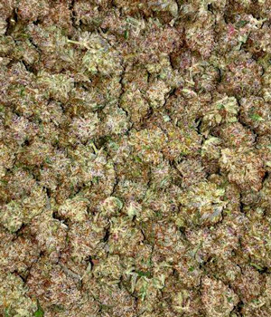 Собранный урожай Сухие шишки