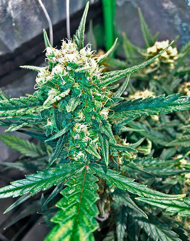 Заключительный этап цветения конопли