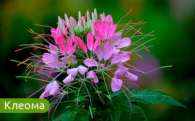 Клеома: брызги шампанского в саду