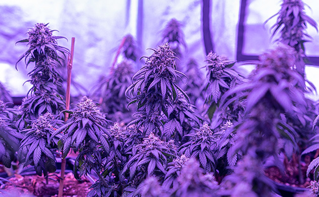 Как вырастить коноплю Granddaddy Purple Выращивание GDP на улице и в помещении