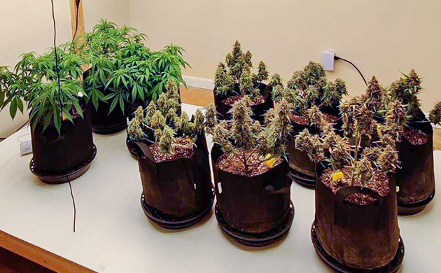 подготовка к харвесту Afghan Kush Ryder Auto Подготовка к харвесту конопли Afghan Kush Ryder Auto