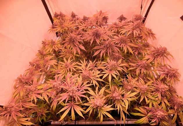 Подготовка к харвесту 16 неделя выращивания конопли