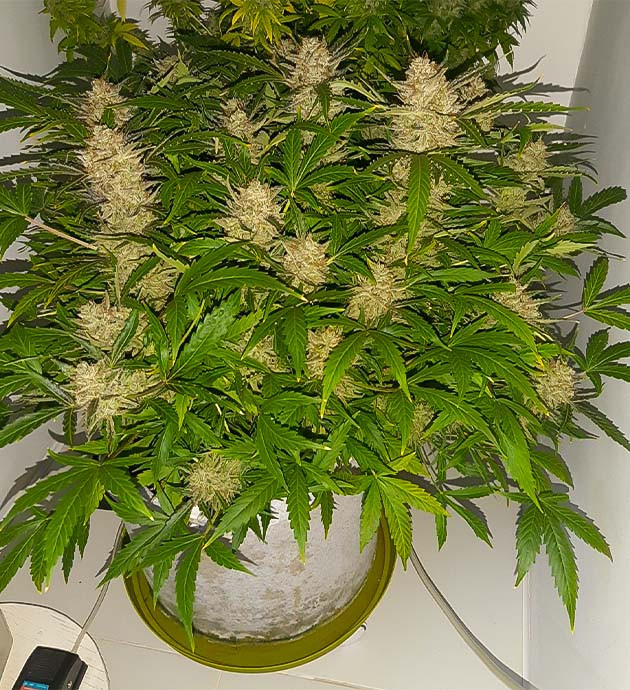 Промывка и снижение температуры Промывка с «флэшклином» Bruce Banner Auto