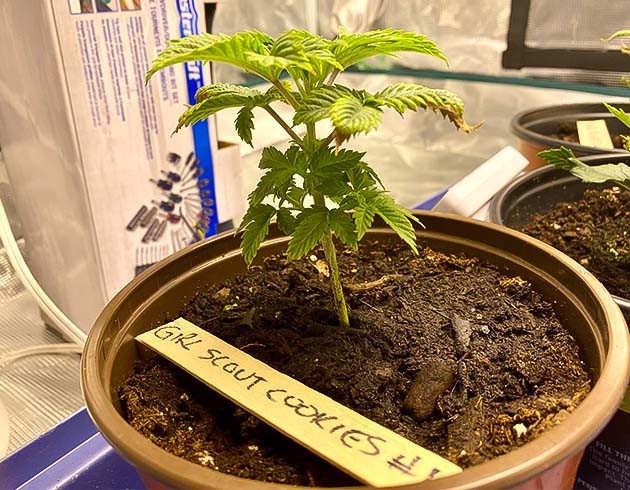 Ожог листьев конопли на третьей неделе выращивания